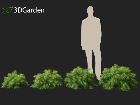 Acacia cognata limelight - River Wattle 3Dモデル