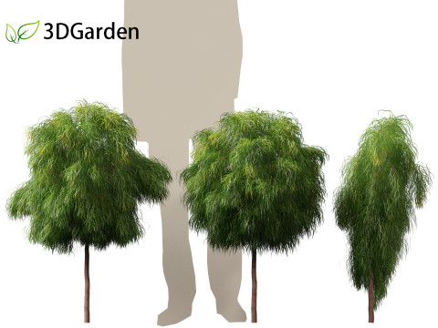 Acacia cognata limelight - River Wattle 3Dモデル
