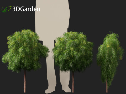 Acacia cognata limelight - River Wattle 3Dモデル