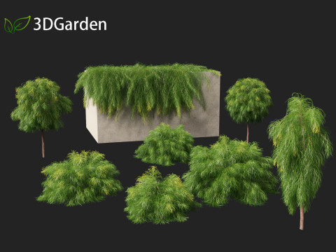 Acacia cognata limelight - River Wattle 3Dモデル