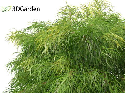 Acacia cognata limelight - River Wattle 3Dモデル