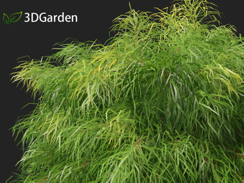 Acacia cognata limelight - River Wattle 3Dモデル