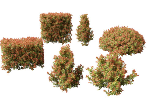 Acmena smithii Allyn Magic -Lilly Pilly 3Dモデル