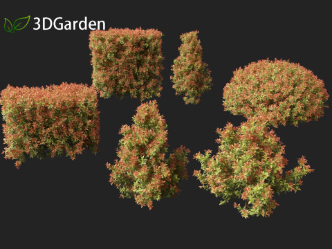 Acmena smithii Allyn Magic -Lilly Pilly 3D 模型