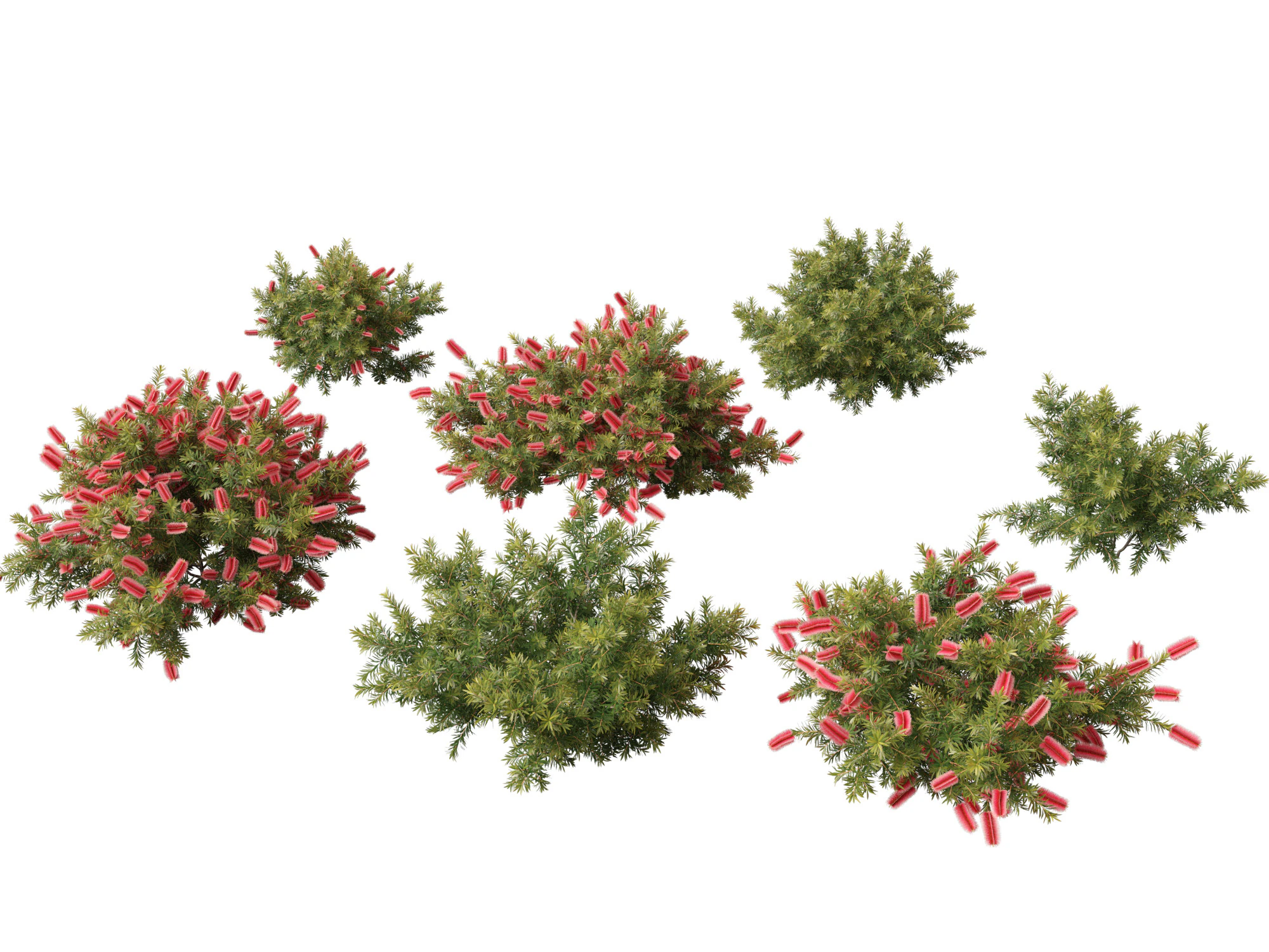 Callistemon citrinus Little John - Dwarf Bottlebrush 3D Model .c4d .max .obj .3ds .fbx .stl .blend 