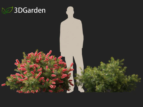 Callistemon citrinus Little John - Dwarf Bottlebrush 3D Model