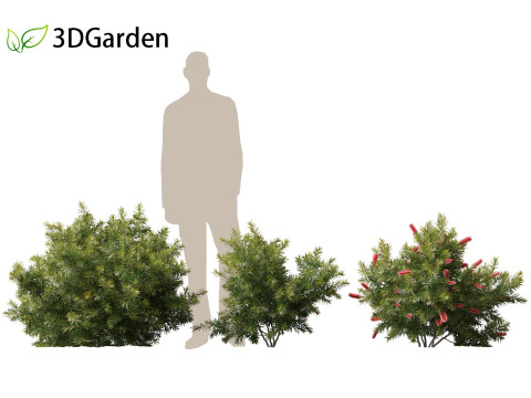 Callistemon citrinus Little John - Dwarf Bottlebrush Model 3D
