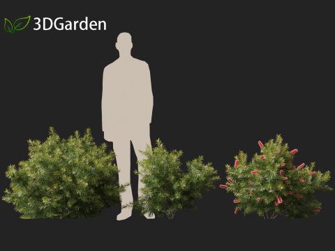 Callistemon citrinus Little John - Dwarf Bottlebrush Model 3D