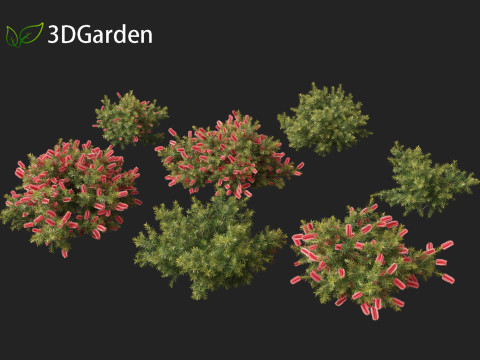 Callistemon citrinus Little John - Dwarf Bottlebrush Model 3D