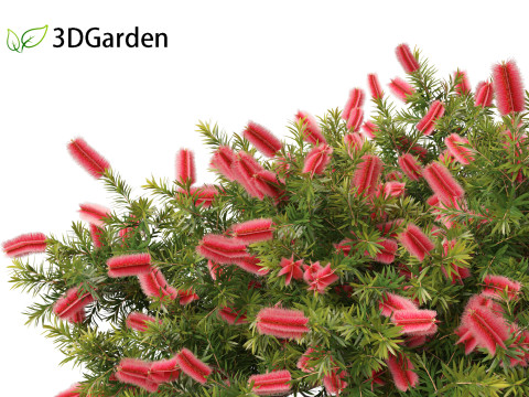 Callistemon citrinus Little John - Dwarf Bottlebrush Model 3D