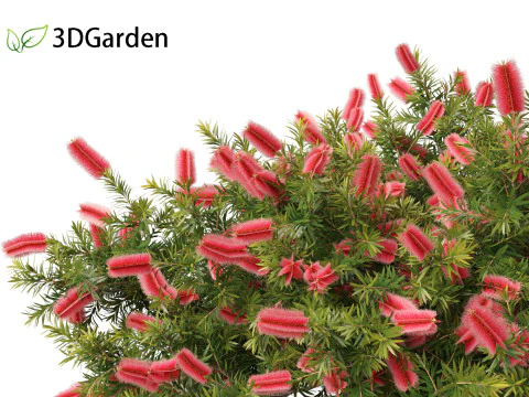 Callistemon citrinus Little John - Dwarf Bottlebrush 3D Model