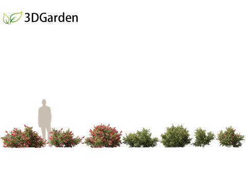 Callistemon citrinus Little John - Dwarf Bottlebrush Model 3D
