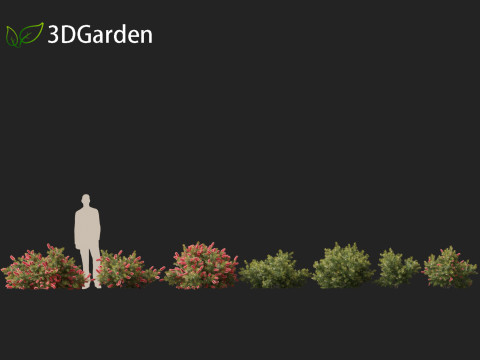 Callistemon citrinus Little John - Dwarf Bottlebrush Model 3D