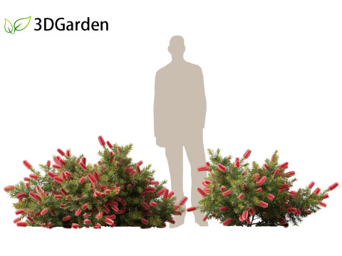 Callistemon citrinus Little John - Dwarf Bottlebrush Model 3D