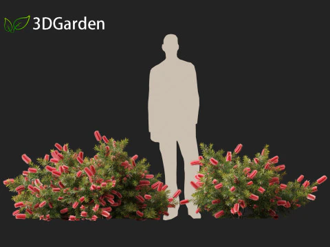 Callistemon citrinus Little John - Dwarf Bottlebrush 3D Model