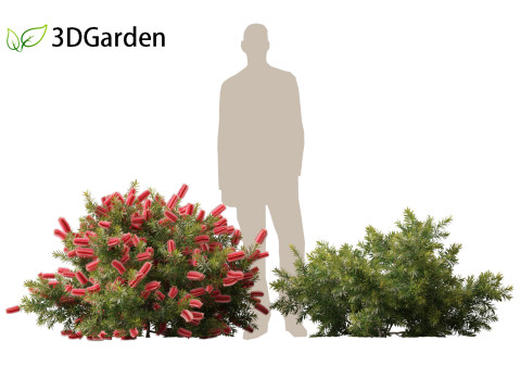 Callistemon citrinus Little John - Dwarf Bottlebrush Model 3D