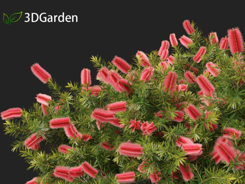 Callistemon citrinus Little John - Scovolino da bottiglia nano Modello 3D
