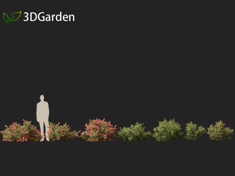 Callistemon citrinus Little John - Scovolino da bottiglia nano Modello 3D