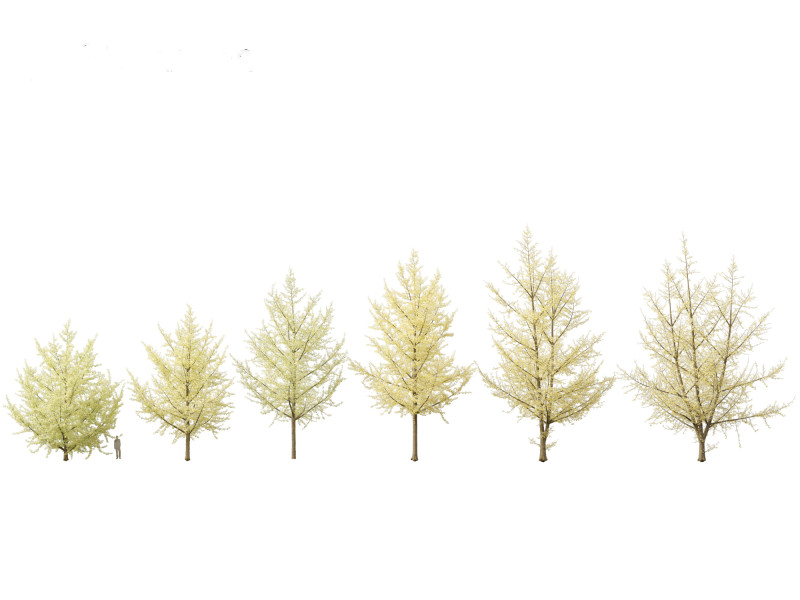 Ginkgo Biloba - Maidenhair Tree 20 3D Model .c4d .max .obj .3ds .fbx .stl .blend 