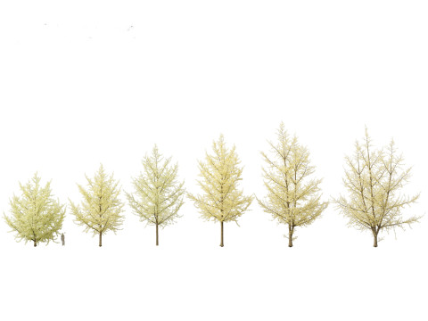Ginkgo Biloba - Maidenhair Tree 20 3D Model