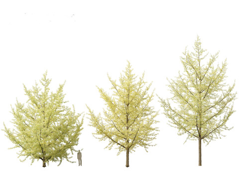 Ginkgo Biloba - Maidenhair Tree 20 3D Model