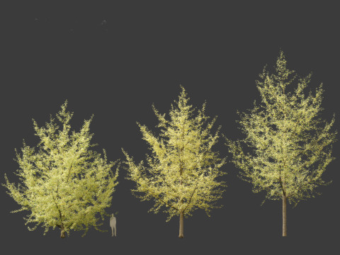Ginkgo Biloba - Maidenhair Tree 20 3D Model