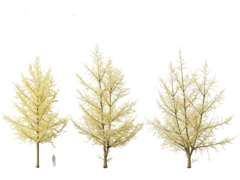 Ginkgo Biloba - Maidenhair Tree 20 3D Model