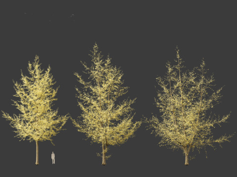 Ginkgo Biloba - Maidenhair Tree 20 3D Model