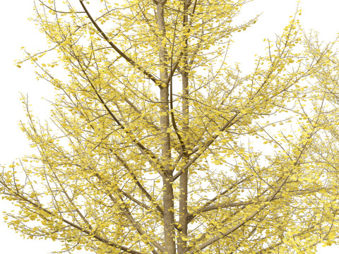 Ginkgo Biloba - Maidenhair Tree 20 3D Model