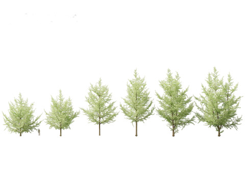 Ginkgo Biloba - Maidenhair Tree 19 3D Model