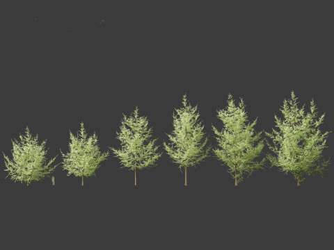 Ginkgo Biloba - Maidenhair Tree 19 3D Model