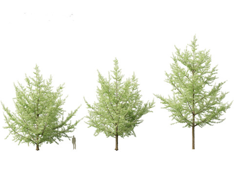 Ginkgo Biloba - Maidenhair Tree 19 3D Model