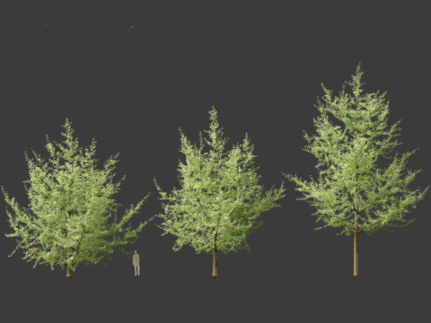 Ginkgo Biloba - Maidenhair Tree 19 3D Model