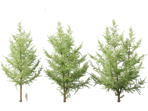 Ginkgo Biloba - Maidenhair Tree 19 3D Model