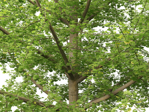 Ginkgo Biloba - Maidenhair Tree 19 3D Model