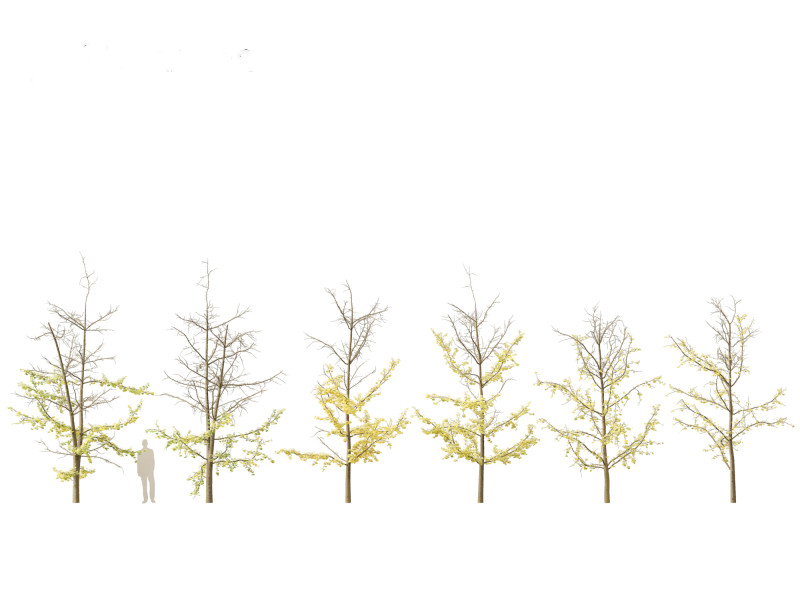 Ginkgo Biloba - Maidenhair Tree 18 Modelo 3D .c4d .max .obj .3ds .fbx .stl .blend 