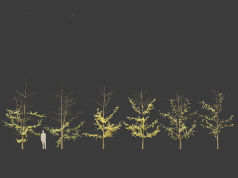 Ginkgo Biloba - Maidenhair Tree 18 Modelo 3D