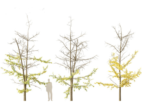 Ginkgo Biloba - Maidenhair Tree 18 Modelo 3D