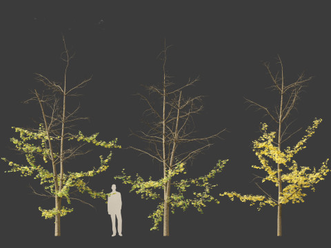 Ginkgo Biloba - Maidenhair Tree 18 Modelo 3D