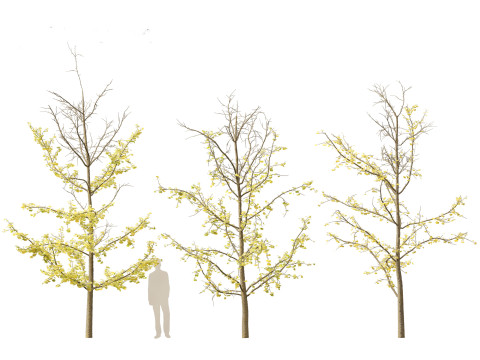 Ginkgo Biloba - Maidenhair Tree 18 Modelo 3D