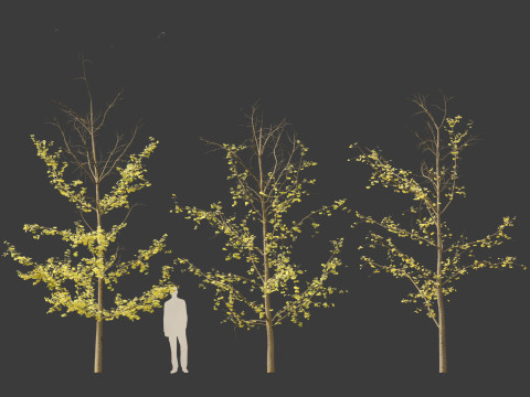 Ginkgo Biloba - Maidenhair Tree 18 Modelo 3D