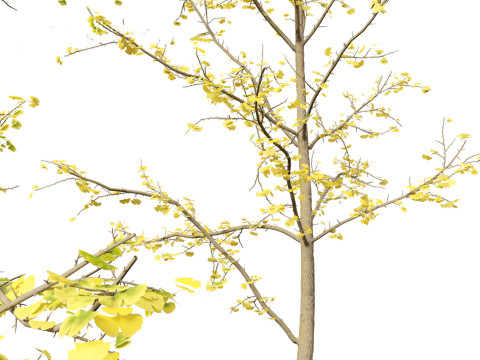 Ginkgo Biloba - Maidenhair Tree 18 Modelo 3D