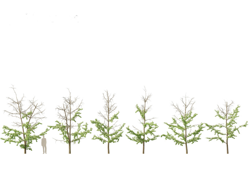 Ginkgo Biloba - Maidenhair Tree 17 3D मॉडल .c4d .max .obj .3ds .fbx .stl .blend 