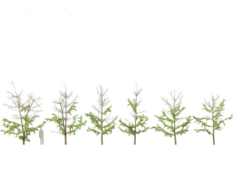 Ginkgo Biloba - Maidenhair Tree 17 3D Model