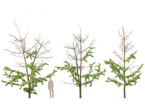 Ginkgo Biloba - Maidenhair Tree 17 3D मॉडल