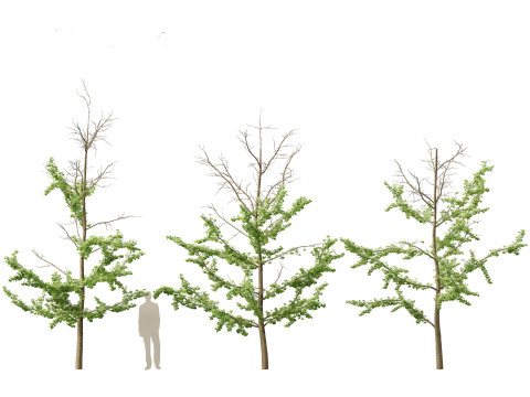 Ginkgo Biloba - Maidenhair Tree 17 3D मॉडल