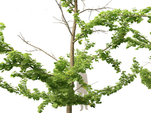 Ginkgo Biloba - Maidenhair Tree 17 3D मॉडल