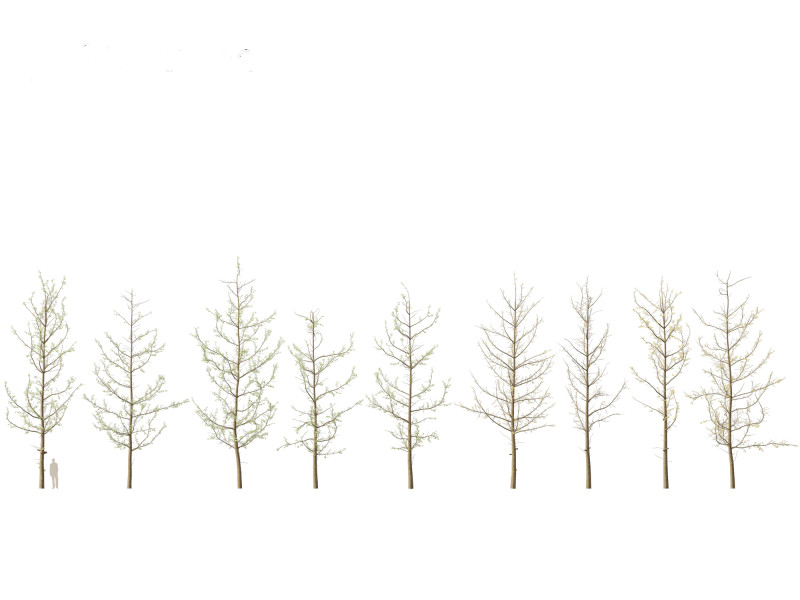 Ginkgo Biloba - Maidenhair Tree 16 3D Model .c4d .max .obj .3ds .fbx .stl .blend 