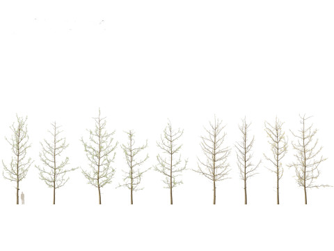 Ginkgo Biloba - Maidenhair Tree 16 3D Model