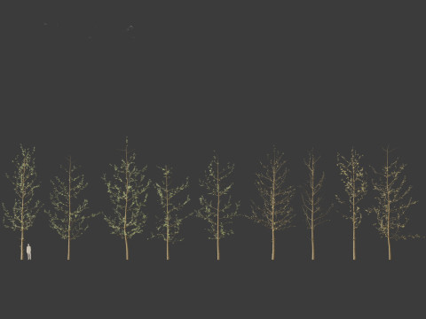 Ginkgo Biloba - Maidenhair Tree 16 3D Model